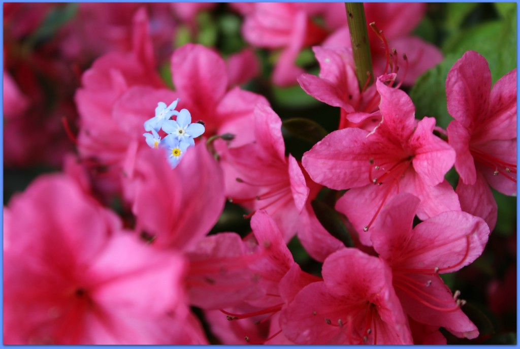 forgetmenots flowers blue pink