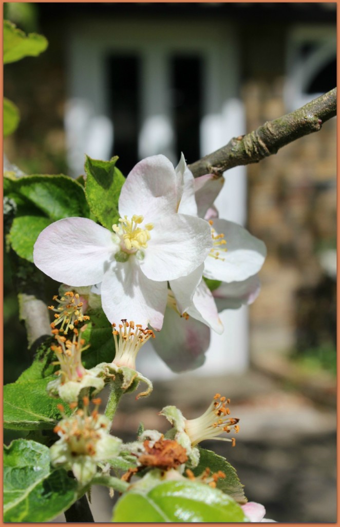 Apple tree in blossom this Spring