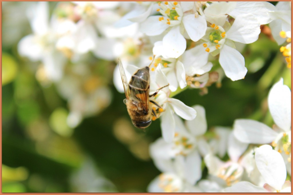 A bee having a scrumptious time in our garden