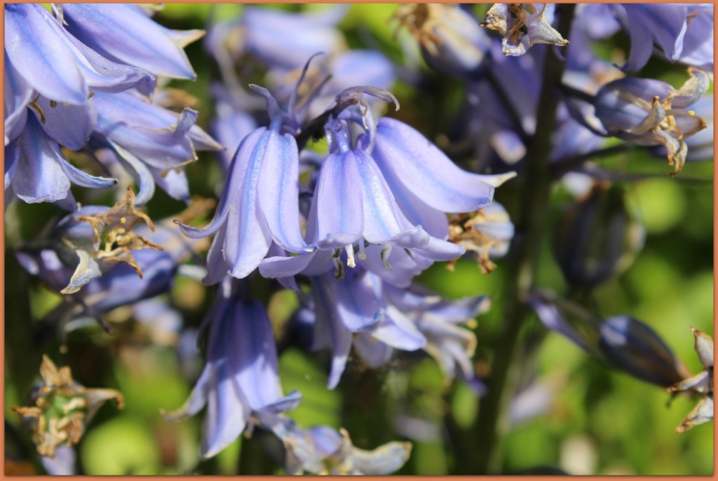 Gorgeous flowers in our garden