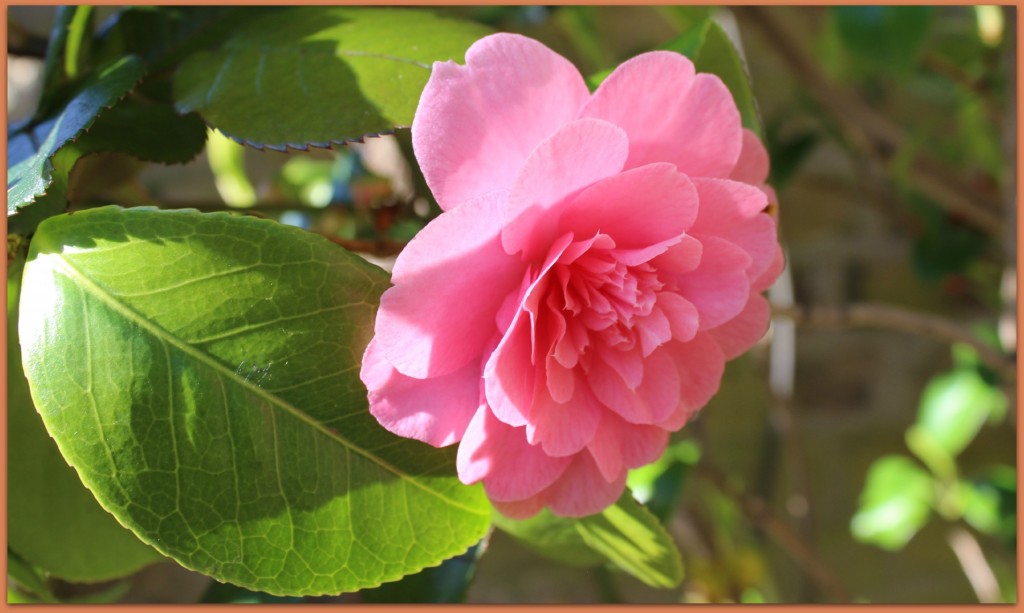 A beautiful pink camellia from the garden.