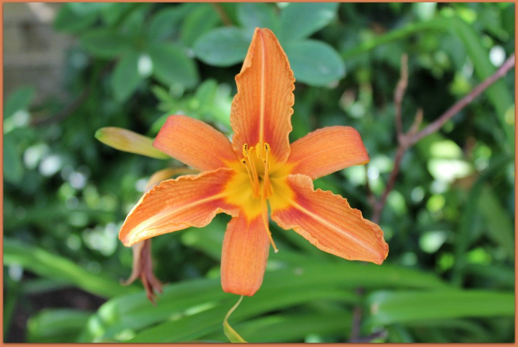 Orange lilly in the garden