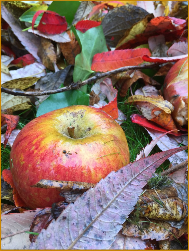 Сорт яблок осенняя радость фото и описание