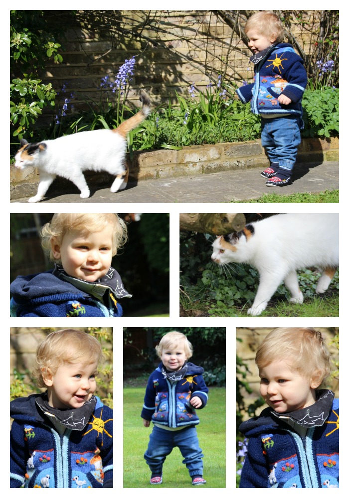 Caspian and the neighbour's cat playing in the garden