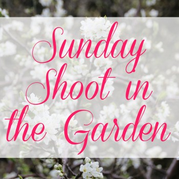 Testing out my Canon D100 in the garden