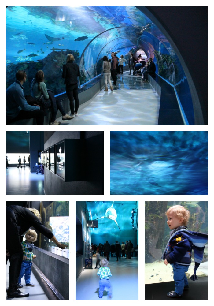 The impressive aquarium of Copenhagen known as The Blue Planet. Definitely worth a visit if you are in the area.