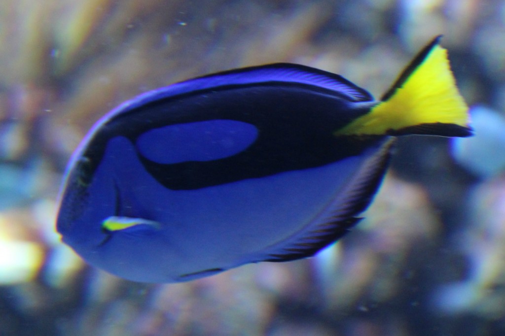 We spotted Dory from Finding Nemo at the Aquarium