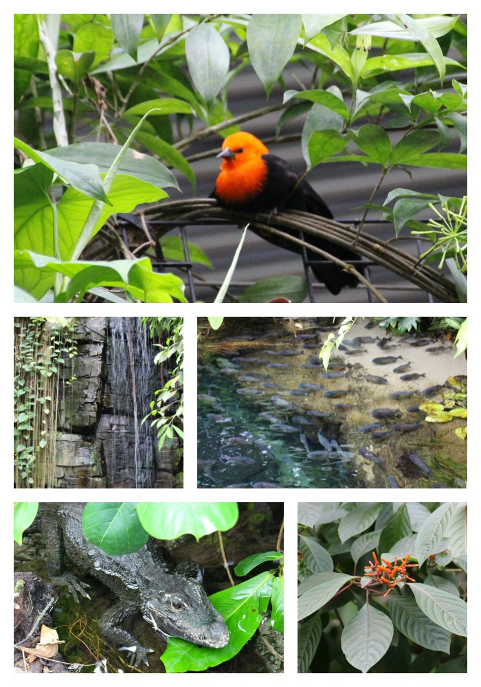The rain forest area hosts several tropical birds, alligators, piranhas and a snake