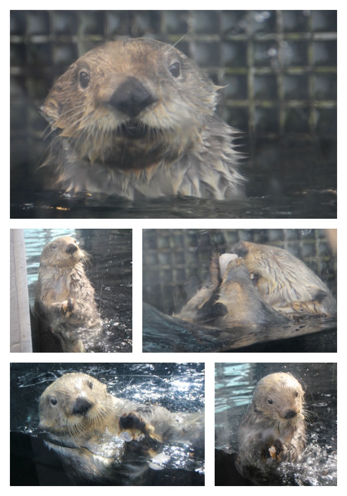 The adorable sea otters a the aquarium in Copenhagen