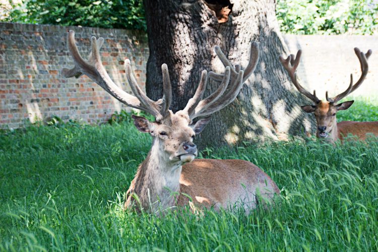 Stags chilling in the shade in Bushy Park.