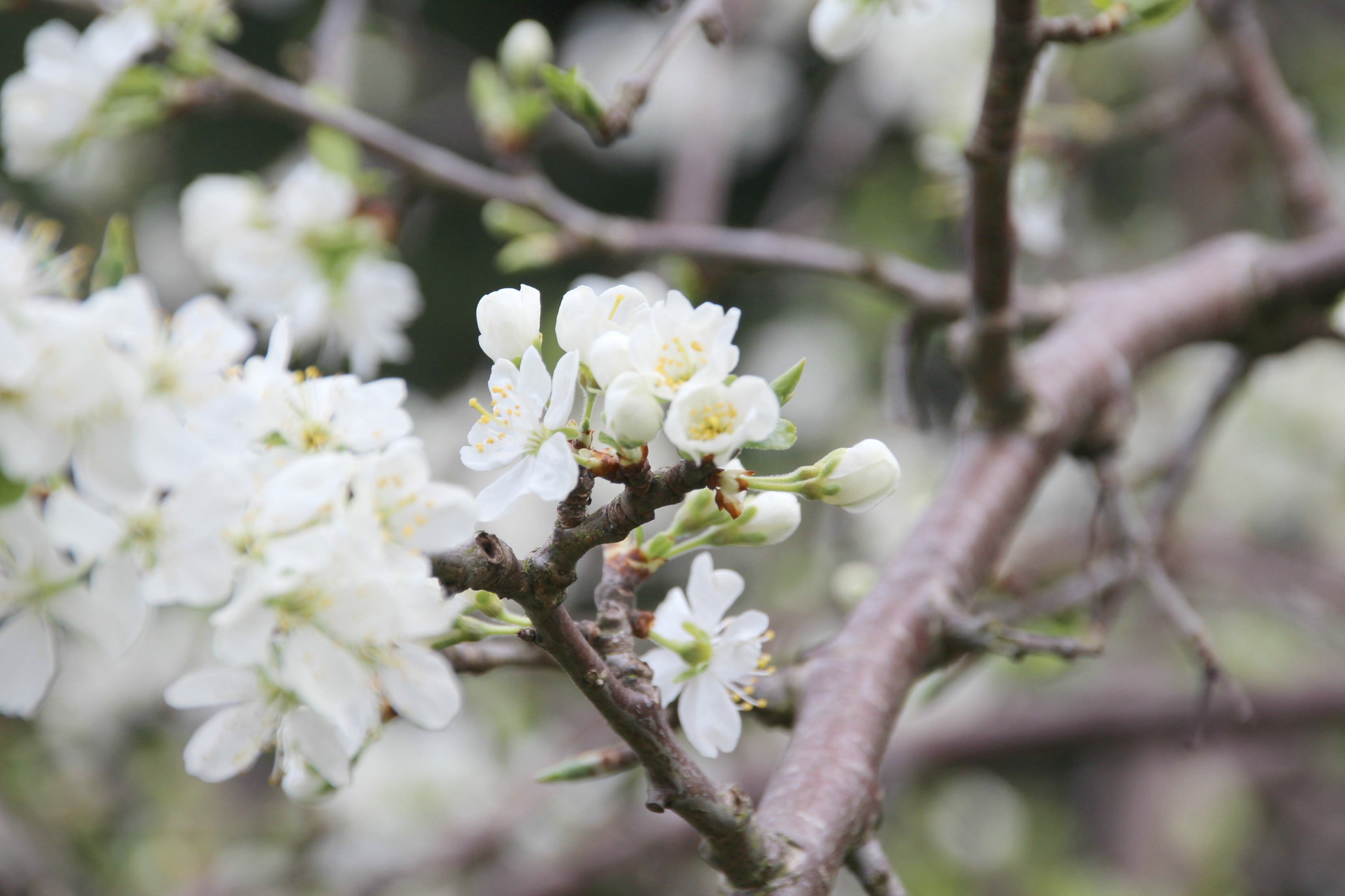 Apple tree in full bloom