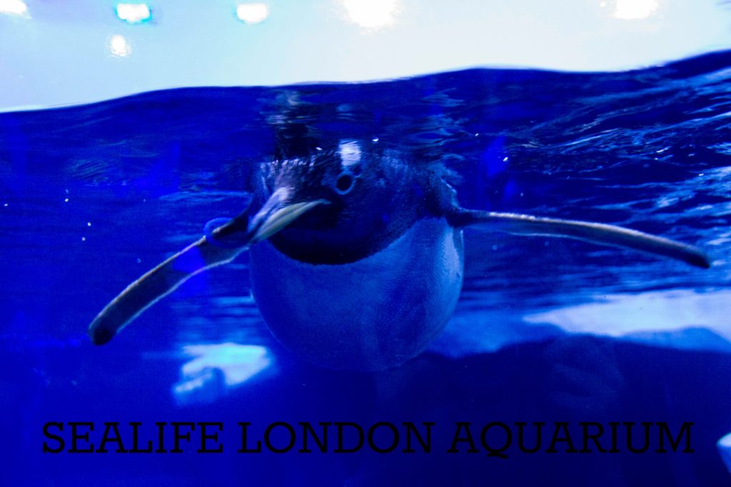 Our visit to Saelife London Aquarium