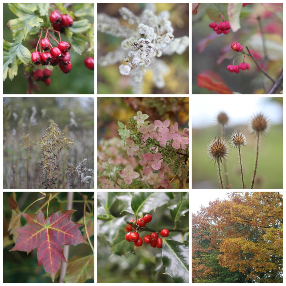 Autumn in Denmark with lots of beautiful colours