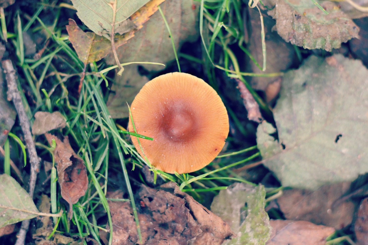 Mushroom taking centre stage with autumn in Denmark.