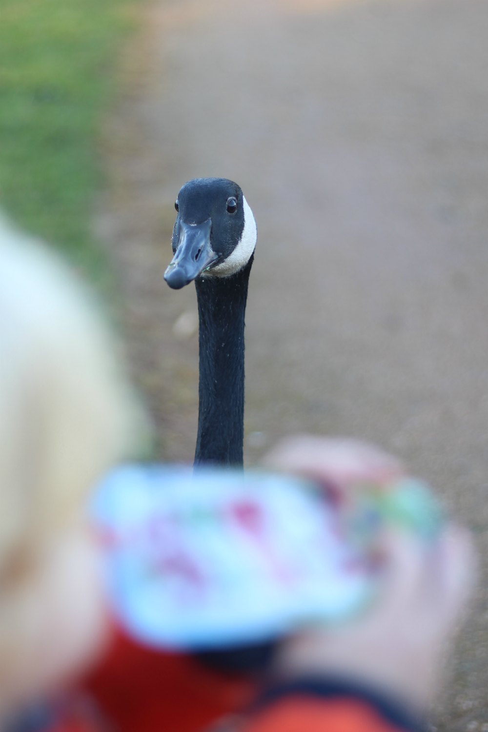 A goose eyeing up Caspian's snack from The Super Yummies range