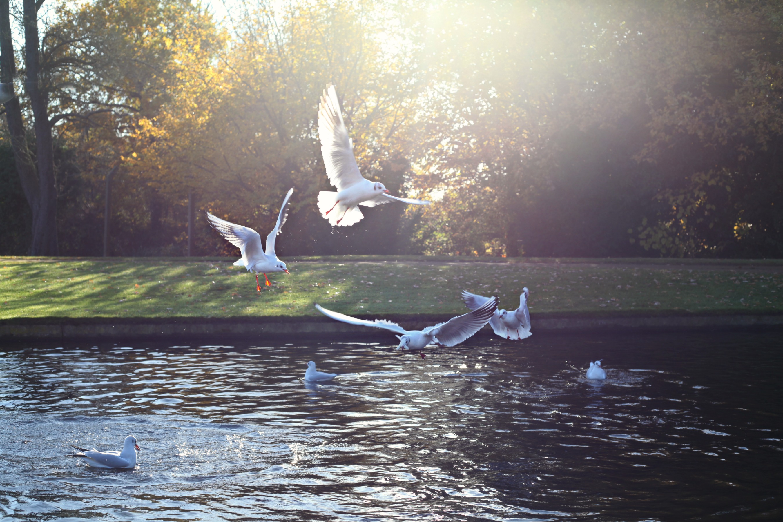 Feeding the birds in Bushy Park